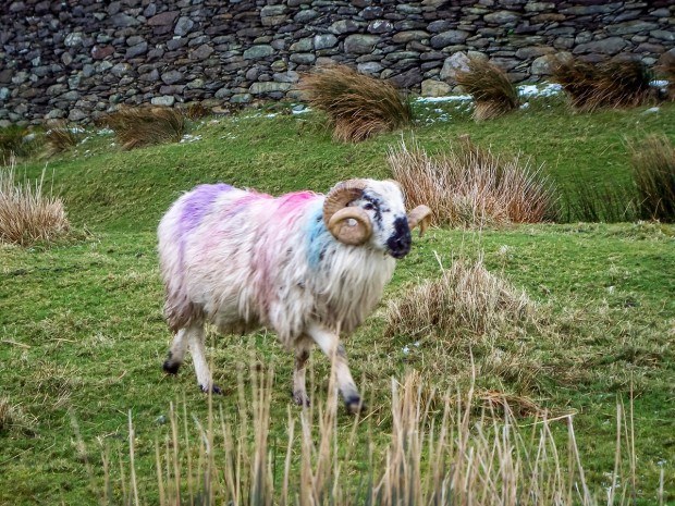 Sheep on Ireland's Ring of Kerry