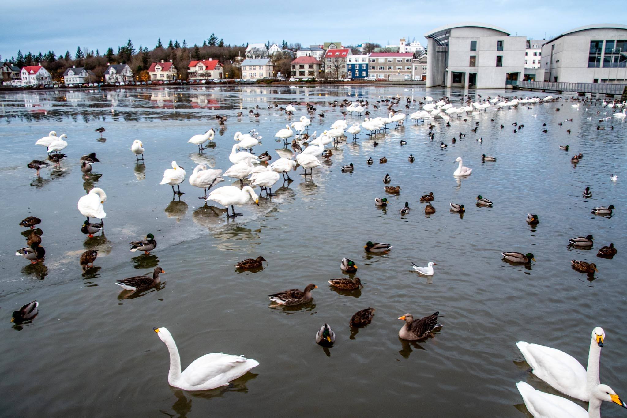 Ducks and swans on the Tjörnin in front of the Reykjavik City Hall.