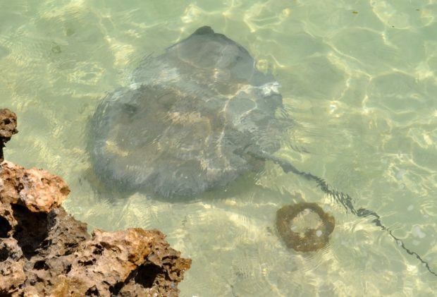 The Stingray Adventure is one of the most popular excursions in Half Moon Cay Bahamas.