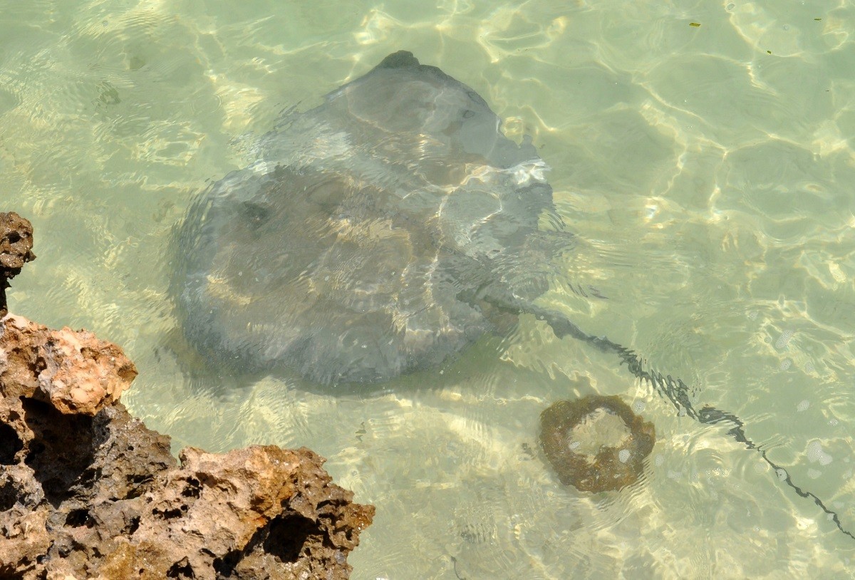 The Stingray Adventure is one of the most popular excursions in Half Moon Cay Bahamas.