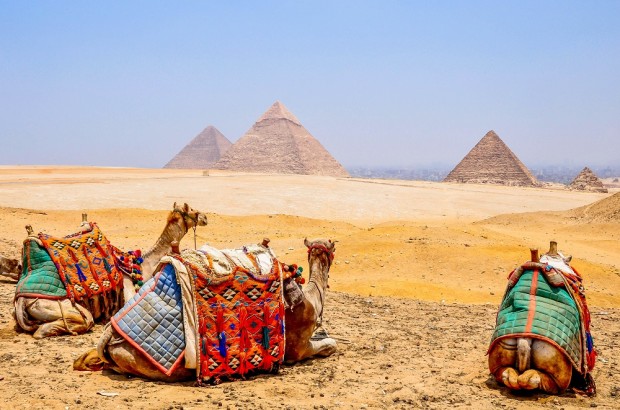 The Great Pyramid of Giza and the Panoramic View Camels overlooking the Giza pyramid complex