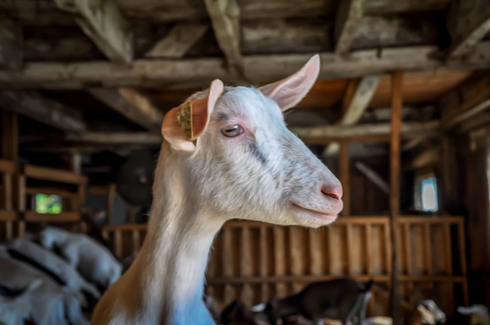 beekman goat tour