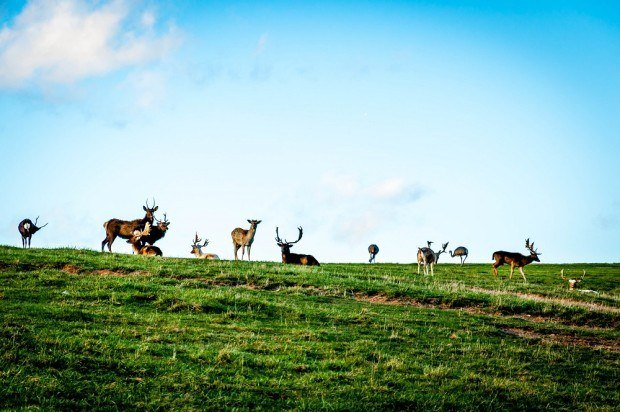 Animals roaming at Lake Tobias Wildlife Park near Hershey-Harrisburg, Pennsylvania
