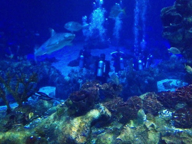 Scuba diving at Epcot is one of the best things to do in Orlando for adults