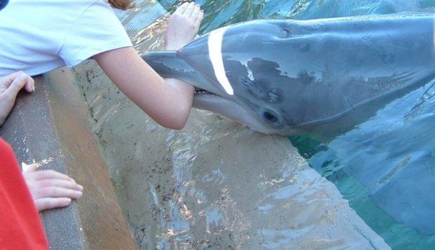 Dolphin biting a child at a dolphinarium. Photo by: Courtney Vail/WDC (used with permission)