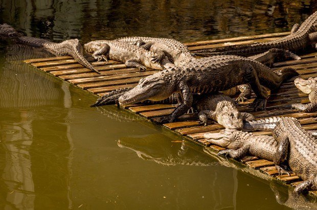 Alligators sunning themselves at Gatorland in Orlando. A visit here is one of the more unique things to do in Orlando