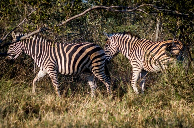 Experience Africa on Foot – A Safari Adventure Experiencing zebras at Africa on Foot in the Klaserie Private Nature Reserve.