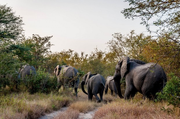 How to Plan a South Africa Safari How to plan your South Africa safari. Following these tips, you might end up in the middle of an elephant herd.
