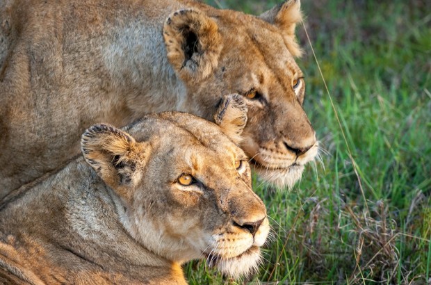 Fulfilling a Dream – An African Big Five Safari Female lions in the Klaserie Game Reserve, where we did our Big Five Safari