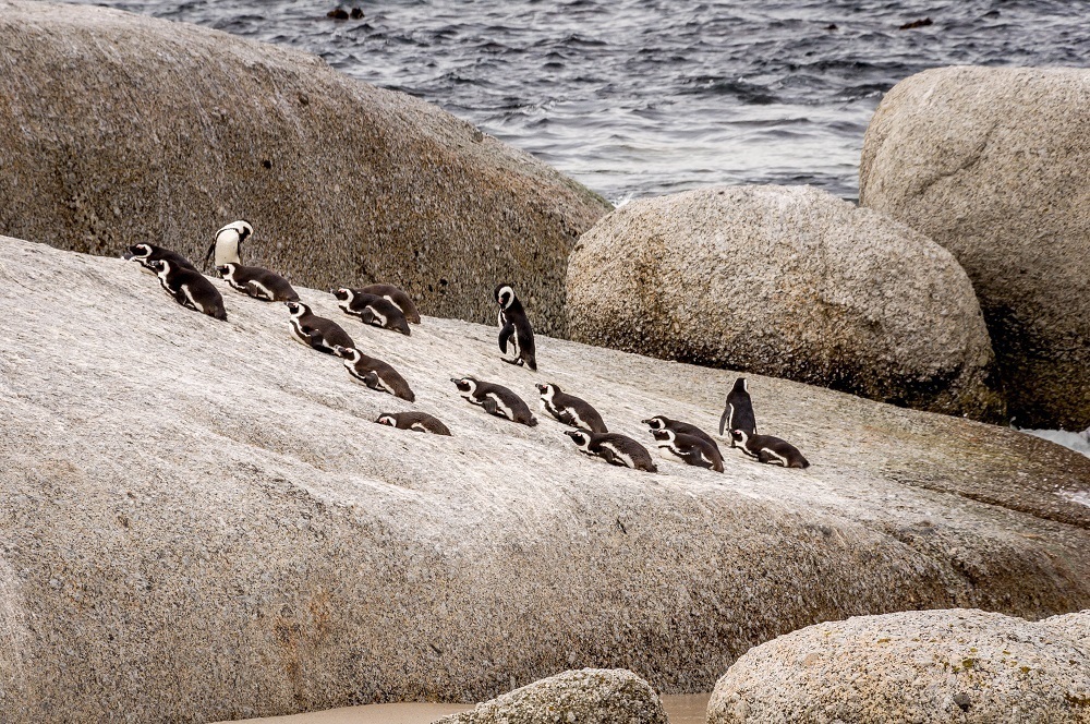Group of penguins on rock at Boulder's Beach in South Africa