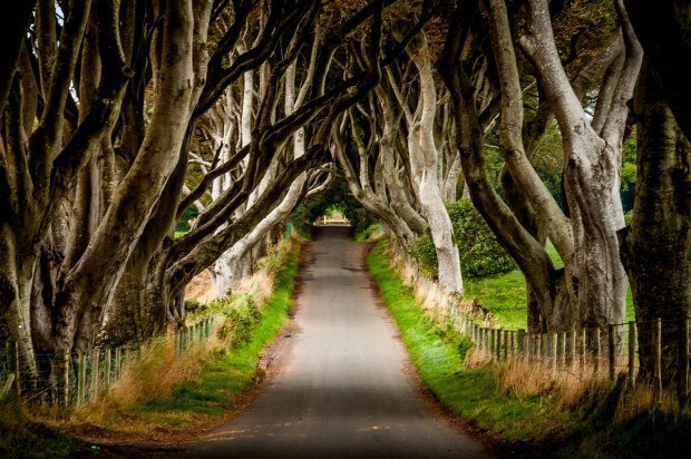 The Dark Hedges (featured in the Game of Thrones) are a highlight of a Northern Ireland road trip itinerary.
