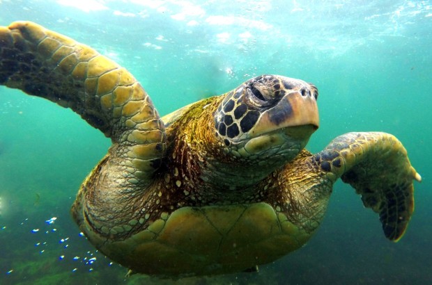 Simplifying the Travel Planning Process A sea turtle in the Galapagos. © The Legendary Adventures of Anna