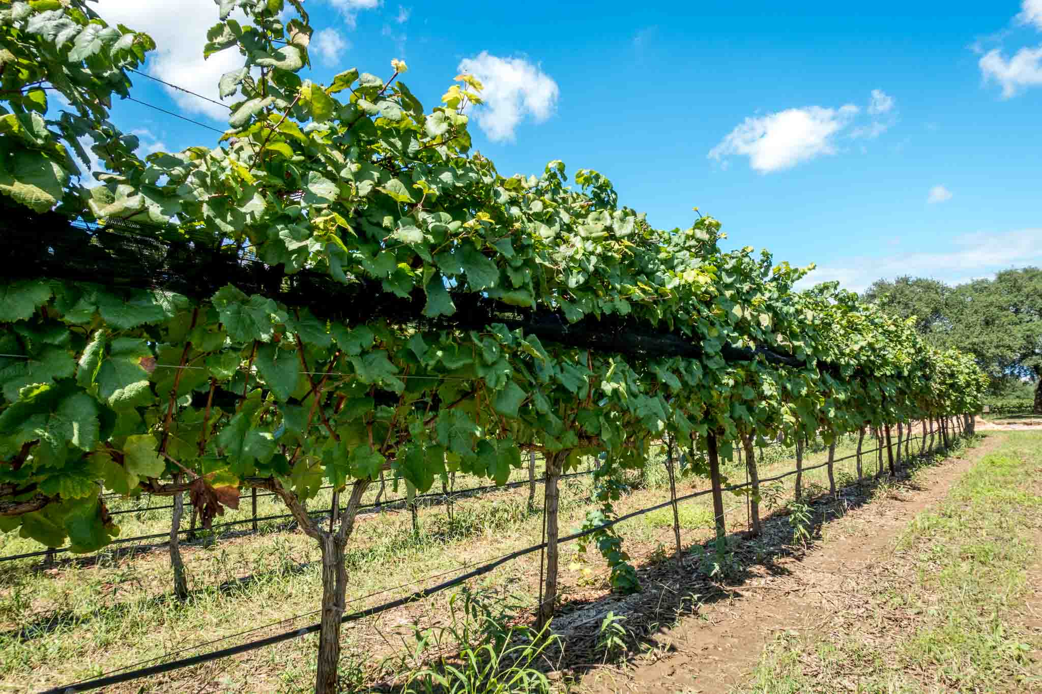 Fredericksburg wineries grow many of their grapes locally