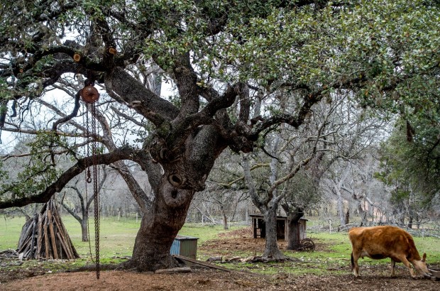 It’s a Rancher’s Life at LBJ State Park Sauer-Beckmann living history farm at LBJ State Park