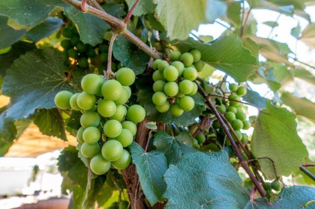 Messina Hof Hill Country grows Black Spanish grapes on their Fredericksburg property