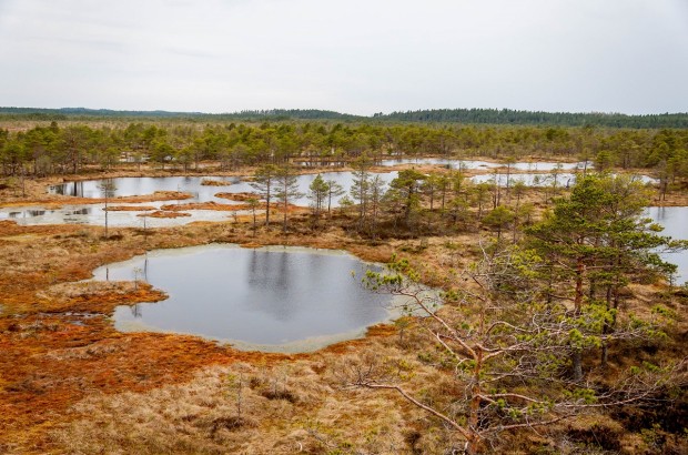 Bog Walking in Estonia Bog walking in Estonia