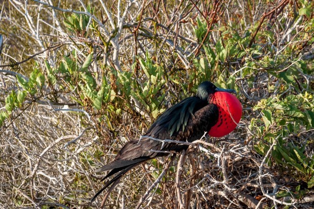 A male Magnificent Frigatebird further to the east in the Galapagos, where vegetation is more plentiful. Bird watching is certainly one of the best things to do in Galapagos trips.