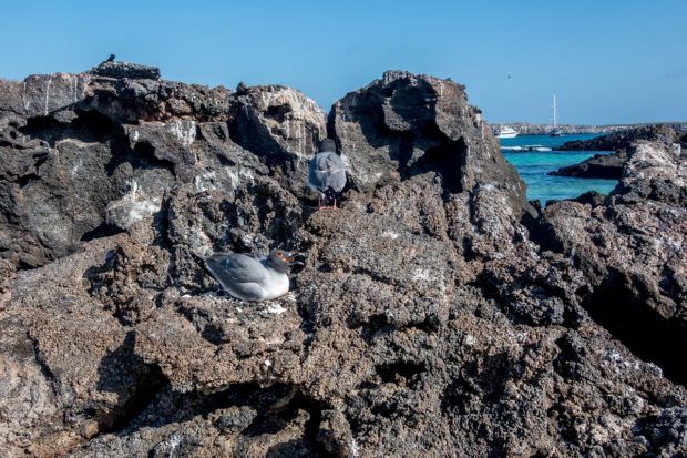 What animals live in the Galapagos Islands? Birds. Lots and lots of birds. The Galapagos swallow-tailed gull is the world's only nocturnal seabird.