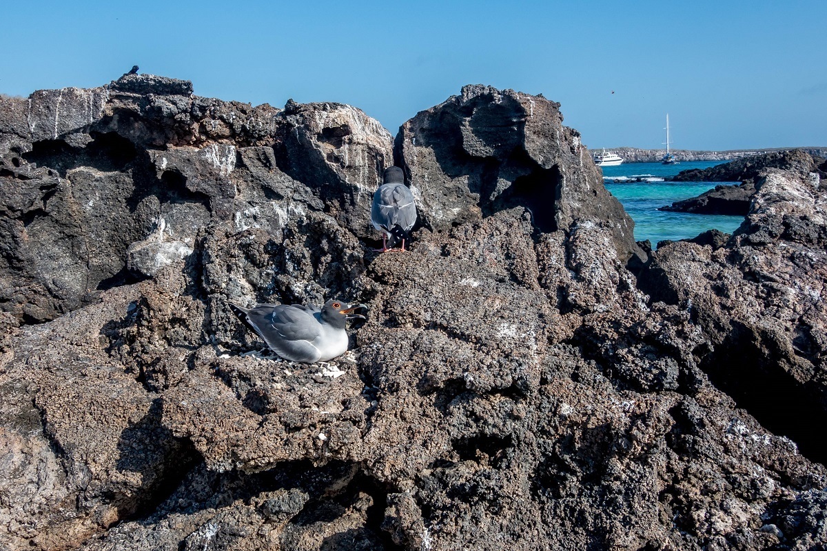 What animals live in the Galapagos Islands? Birds. Lots and lots of birds. The Galapagos swallow-tailed gull is the world's only nocturnal seabird.
