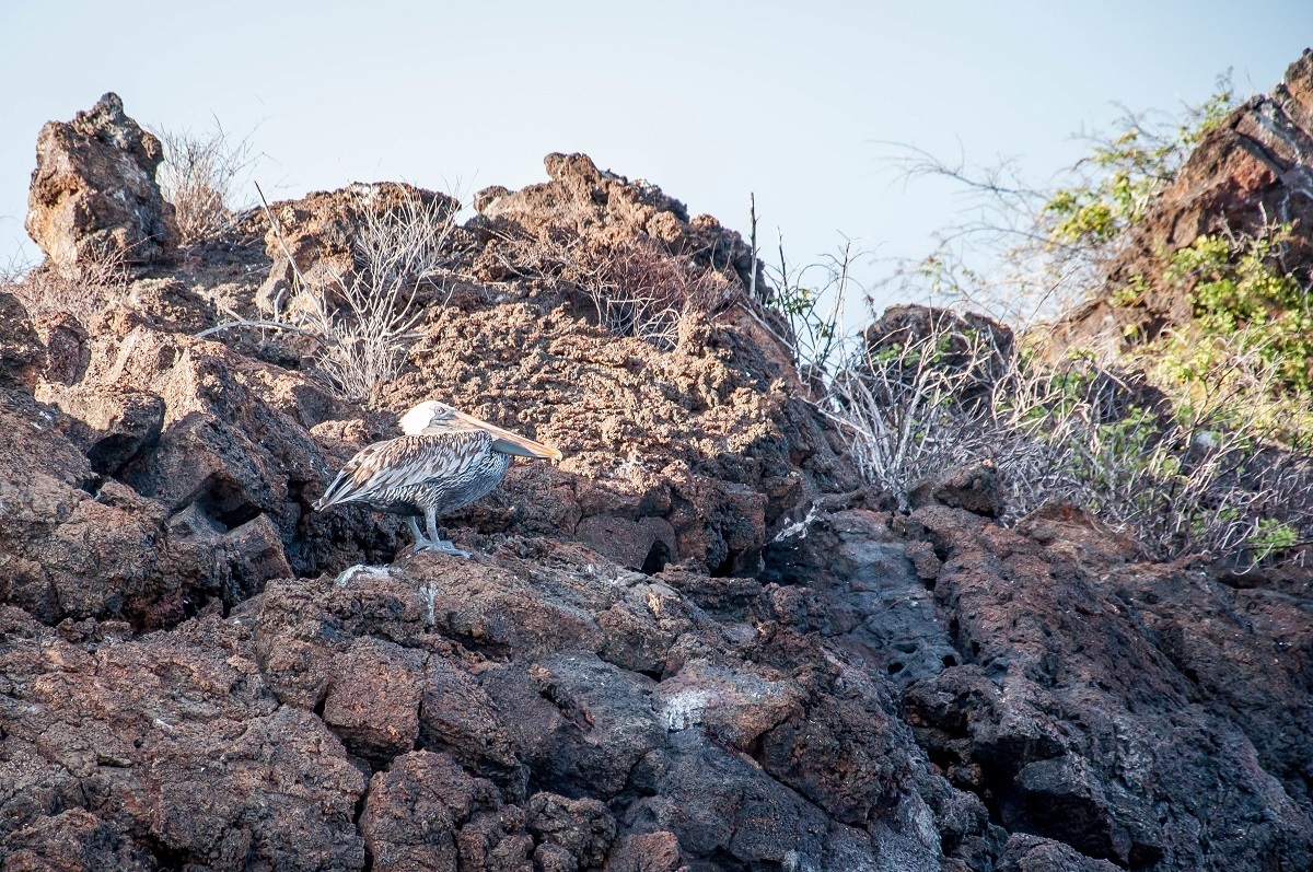 What animals are on the Galapagos Islands? Lots of birds! The brown pelicans are certainly one of the most common Galapagos Islands animals.