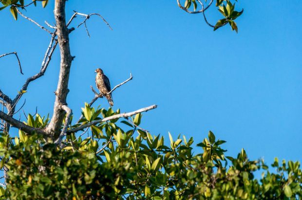Endemic animals on Galapagos Island: The Galapagos hawk is a majestic hunter on the Galapagos Islands.