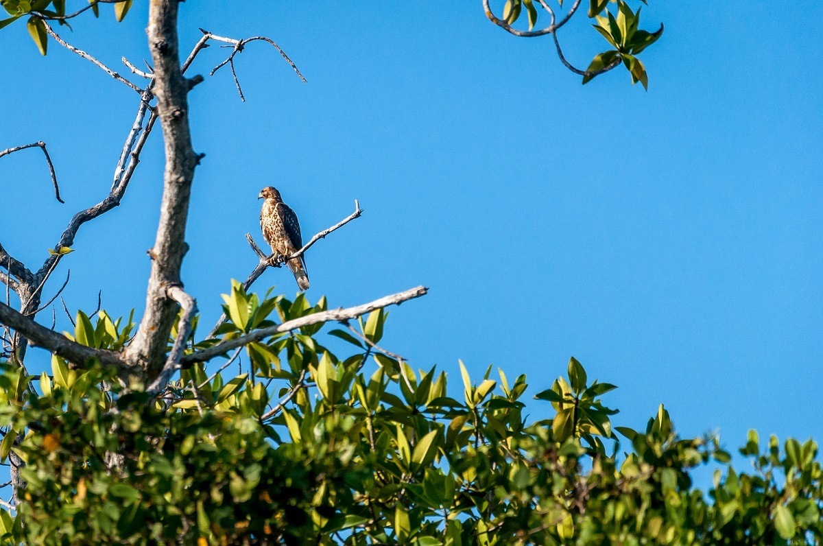 Endemic animals on Galapagos Island: The Galapagos hawk is a majestic hunter on the Galapagos Islands.