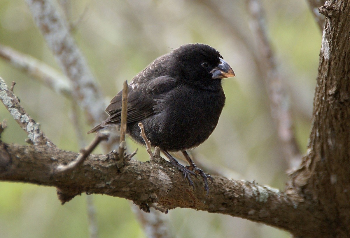 How did animals get to the Galapagos Islands? Some migrated, but many of them evolved. The Galapagos finches are perhaps the most famous animals in the Galapagos Islands.