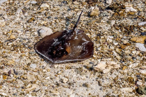 List of Galapagos Islands animals: The Diamond Stingray. Visitors often overlook that many of the Galapagos animals can actually be found in the oceans of the Galapagos Islands.
