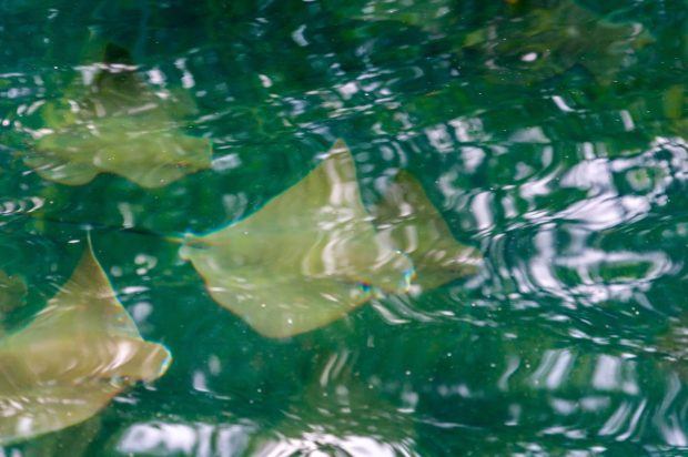 Galapagos animal list: The Golden Rays are one of the most majestic animals in the Galapagos ocean waters.