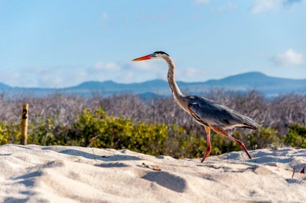 What animals live on the Galapagos Islands? Lots of birds, like the non-native Great Blue Heron.