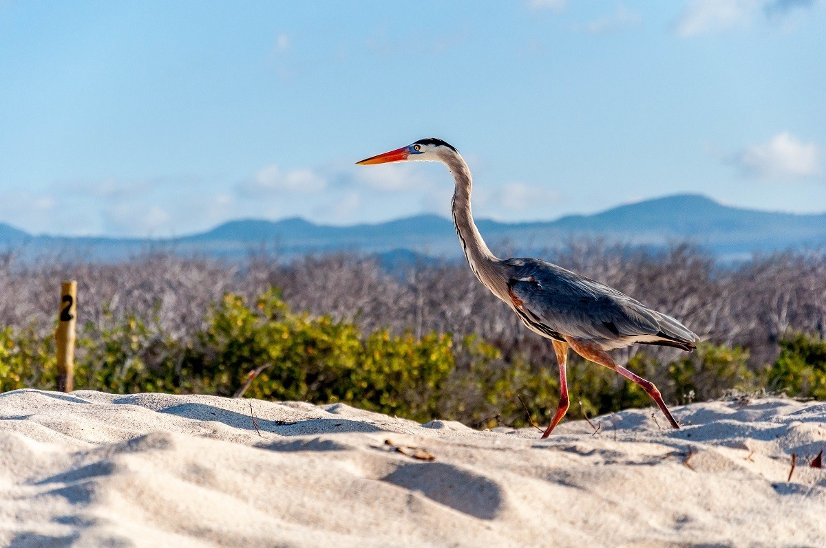 What animals live on the Galapagos Islands? Lots of birds, like the non-native Great Blue Heron.