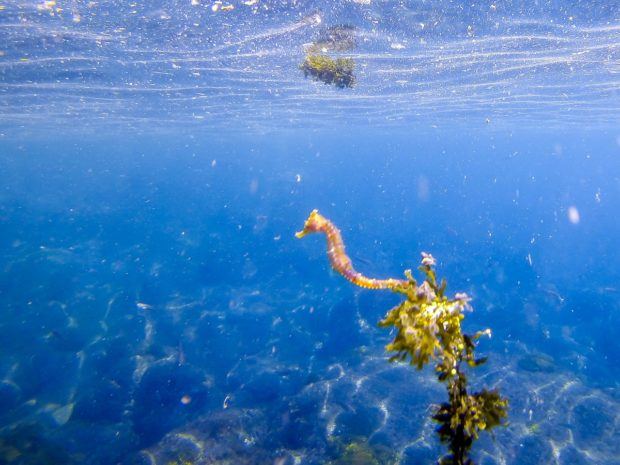 Often overlooked on the Galapagos species list, the Pacific seahorse is one of the smallest animals in the Galapagos Islands. We found these Galapagos seahorses while snorkeling off Isabela Island.