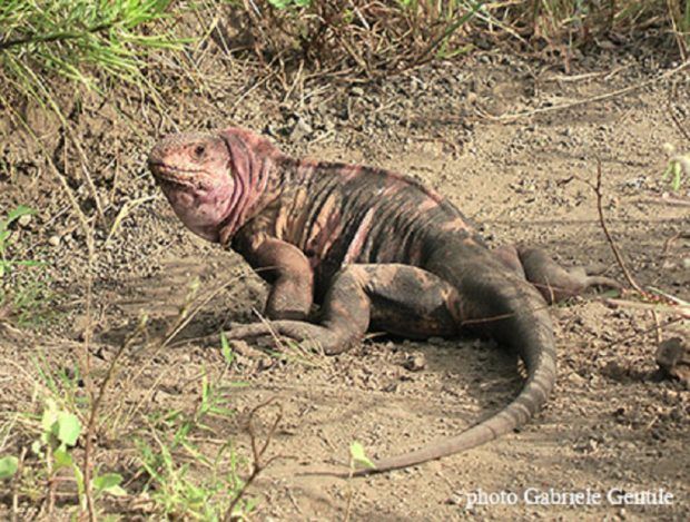 Photo: Gentile, Gabriele. 2012. Conolophus marthae. The IUCN Red List of Threatened Species 2012: e.T174472A1414375. Downloaded on 07 November 2018.
