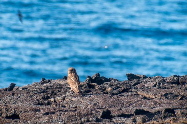 Birding in the Galapagos Islands: the short-eared owl is one of the rarest Galapagos birds to see. The short-eared owl ranks high on the animals of the Galapagos Islands list for birders.