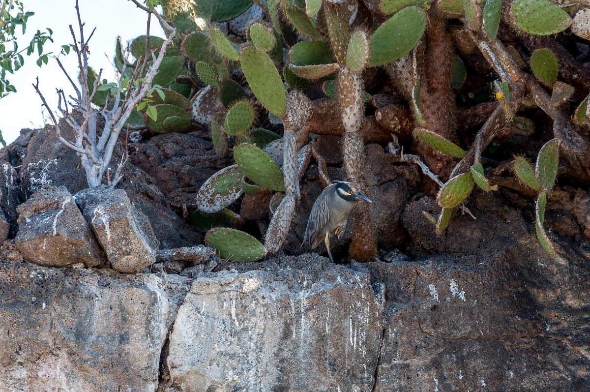 Darwin Galapagos animals photos: The yellow-crowned night heron.