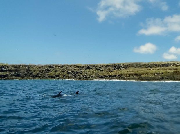 Favorite animals Galapagos Islands: Bottlenose dolphins are favorites among visitors to Darwin's Islands. We were able to swim with them in the waters off Genovesa Island.