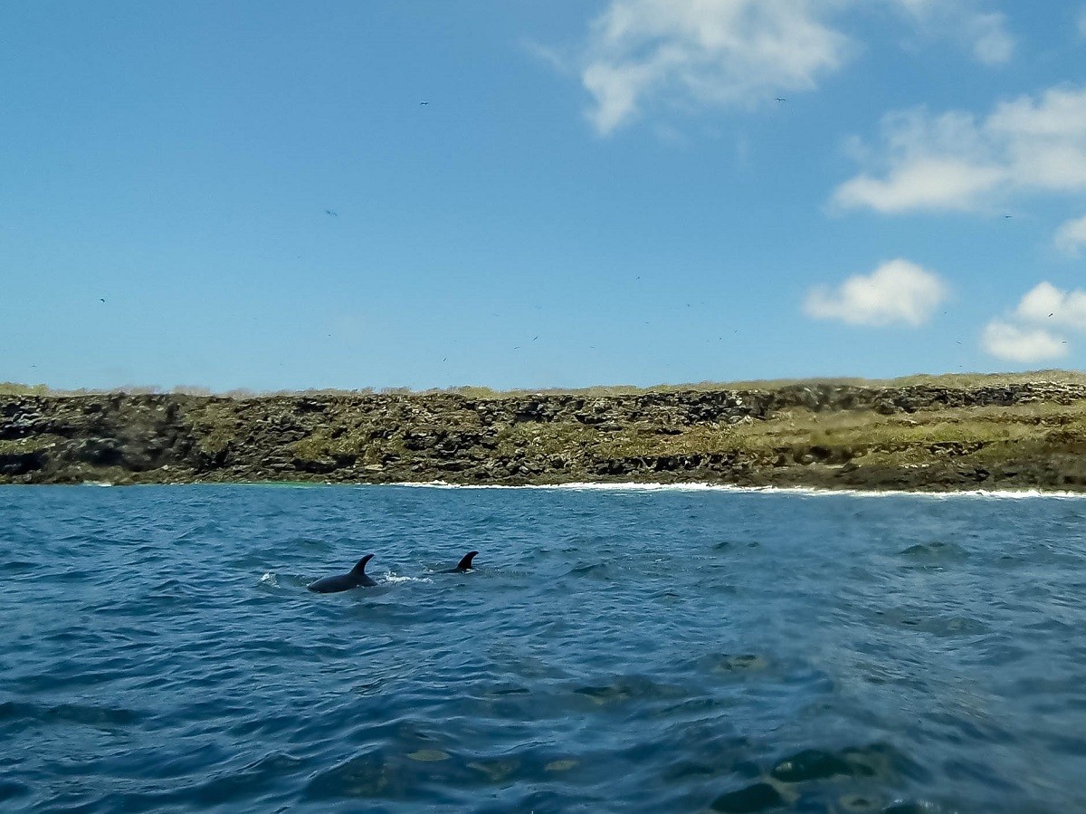 Favorite animals Galapagos Islands: Bottlenose dolphins are favorites among visitors to Darwin's Islands. We were able to swim with them in the waters off Genovesa Island.