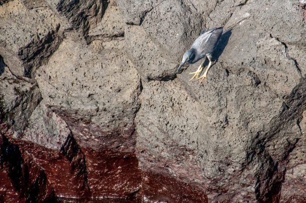 Galapagos Islands unique animals: the Galapagos lava heron is one of the most unique animals in the islands.