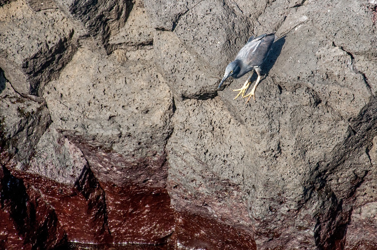 Galapagos Islands unique animals: the Galapagos lava heron is one of the most unique animals in the islands.