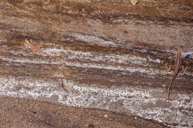 The incredible camouflage of the Galapagos lava lizards. This is one of the more unusual Galapagos Island animals.