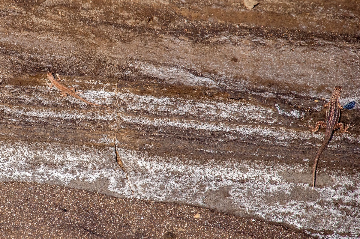 The incredible camouflage of the Galapagos lava lizards. This is one of the more unusual Galapagos Island animals.