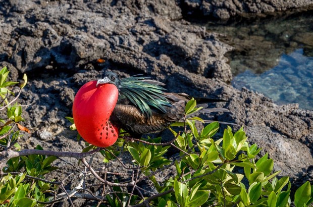 The 28 Most Unique Galapagos Animals A Frigatebird in the Galapagos Islands.