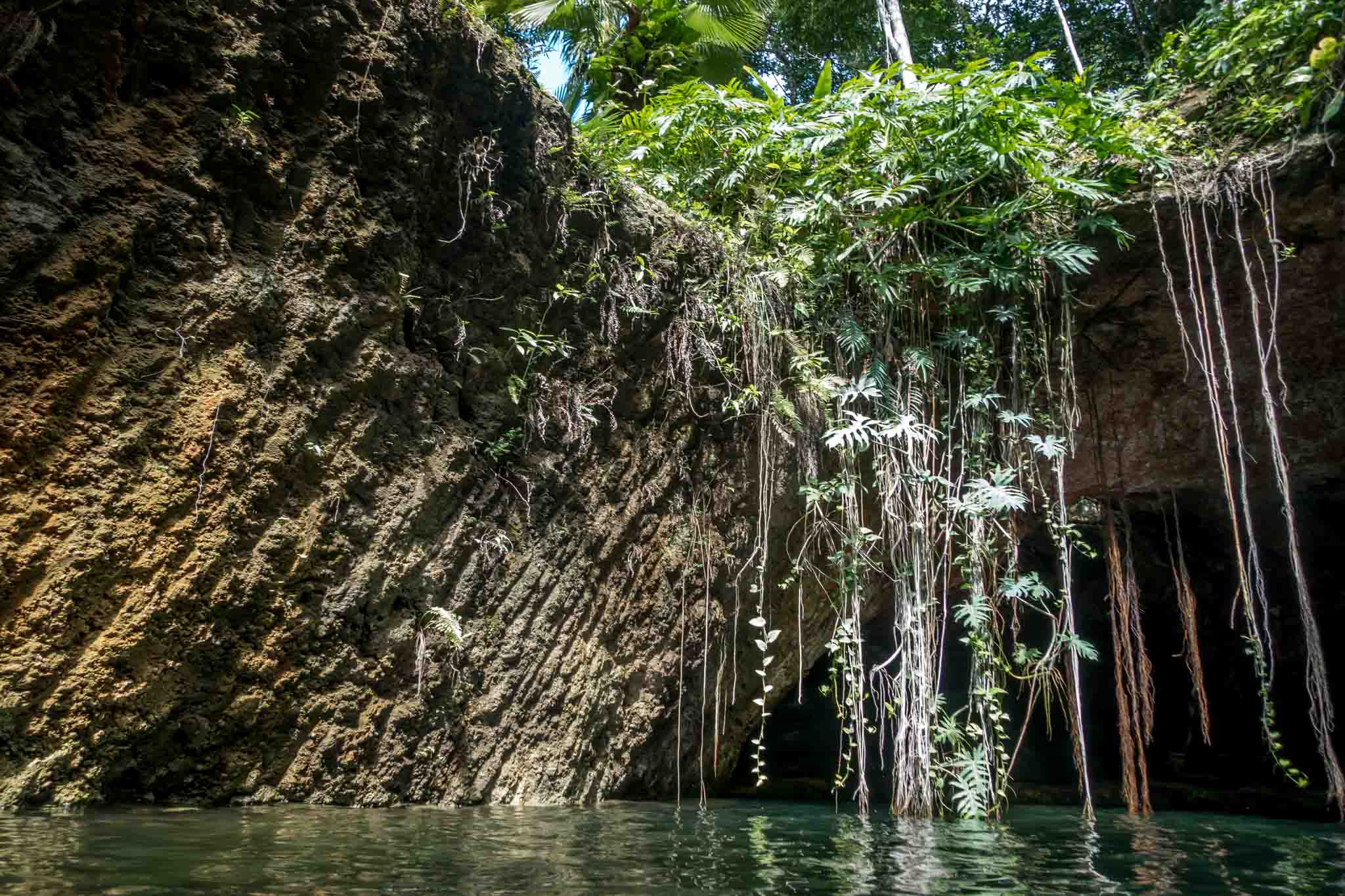 Plants and vines decorating the walls of one of the best cenotes in Riviera Maya Mexico