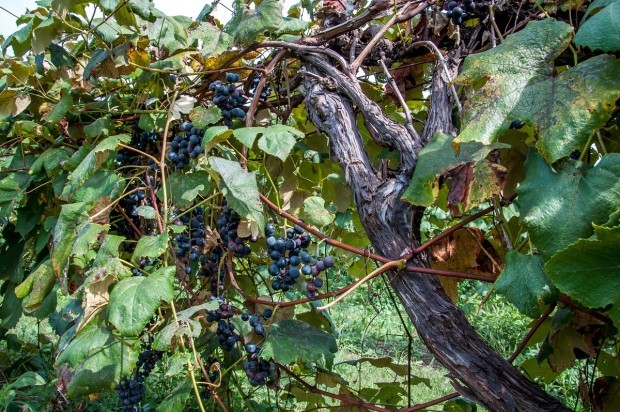 Grapes growing at one of the first wineries in Lake Erie wine country in Pennsylvania