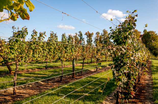 Nine Yadkin Valley Wineries Not to Miss The colorful vineyards in fall at Lexington's Childress Vineyards
