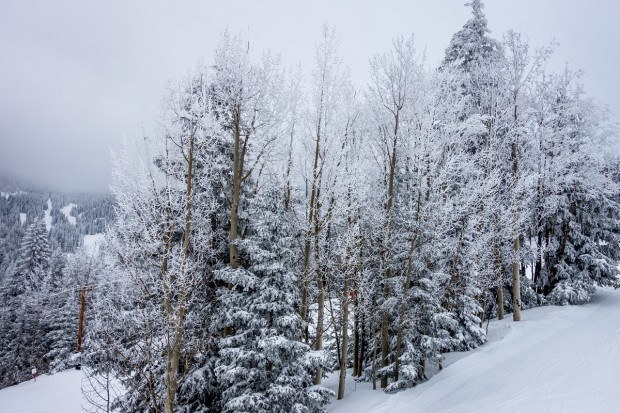 Fresh snow on the trees at Ski Santa Fe.