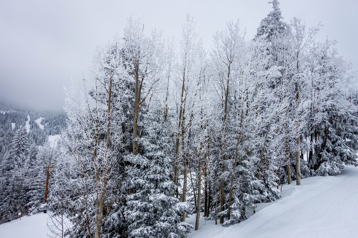 Fresh snow on the trees