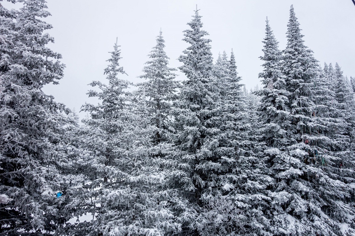 Fresh snow on the trees