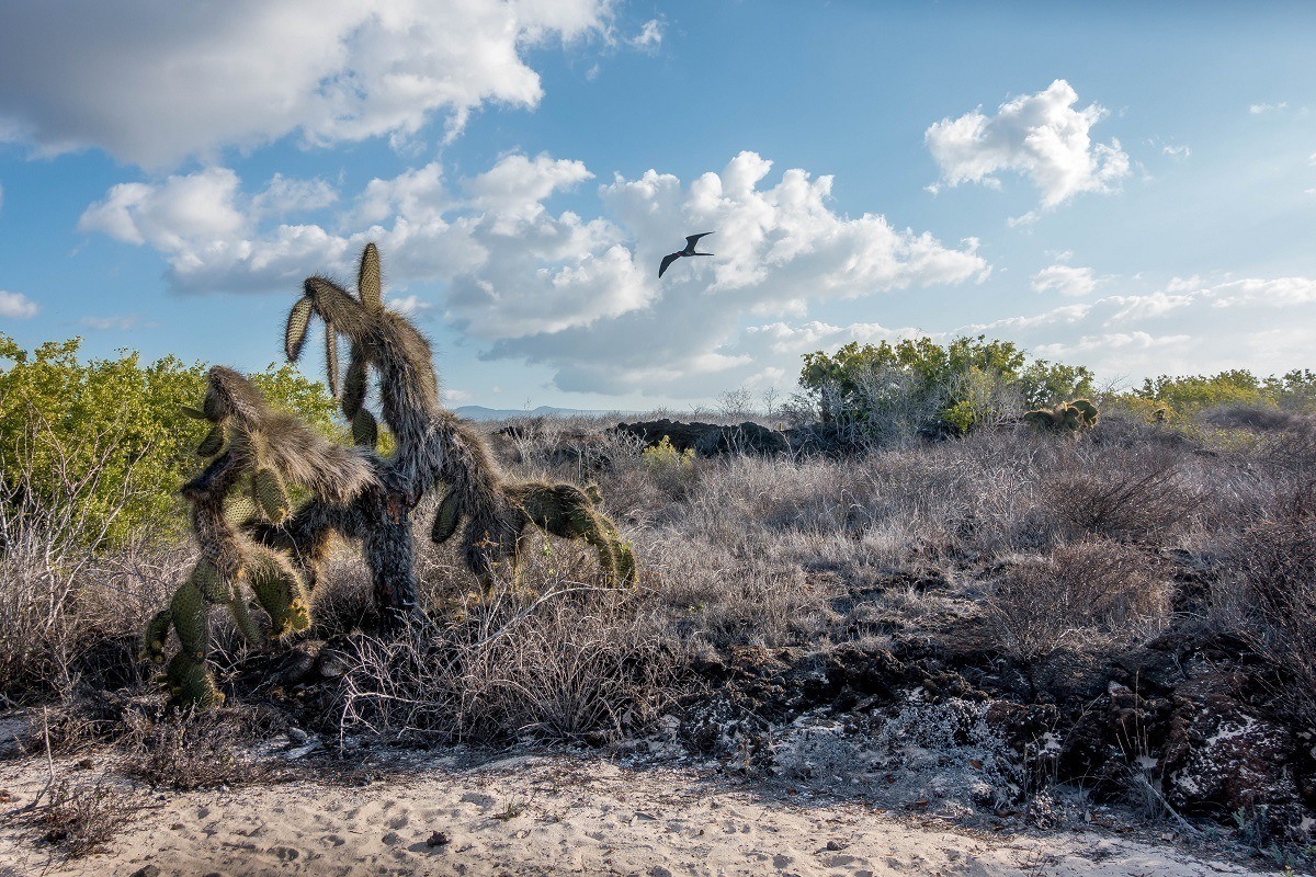 Cacti and dry landscape