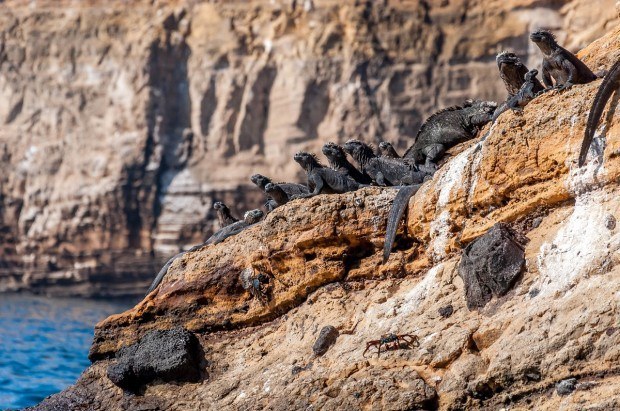 Marine iguanas in the Galapagos Islands